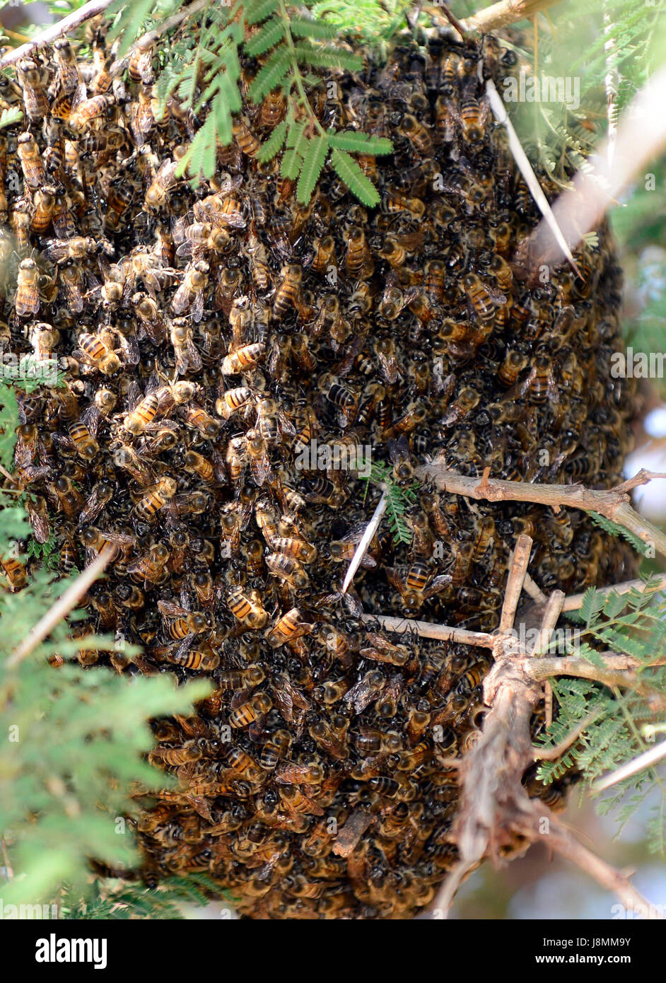 A Beehive swarming with bees Stock Photo Alamy