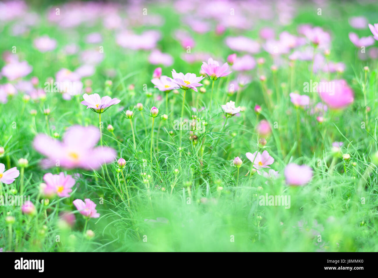 Selective focus colorful flowers for background Stock Photo