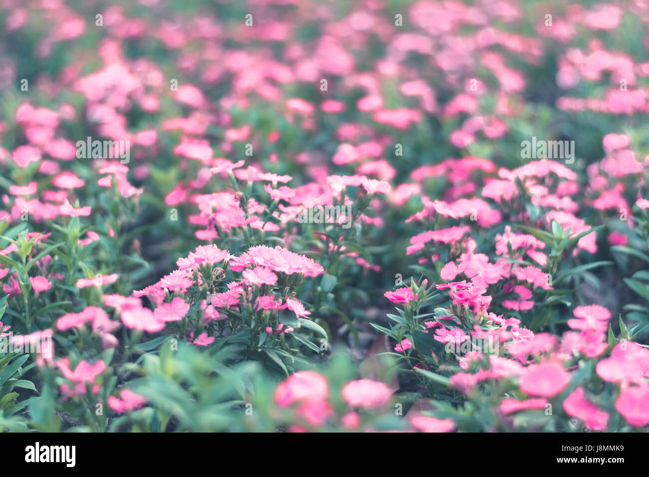 Selective focus colorful flowers for background Stock Photo