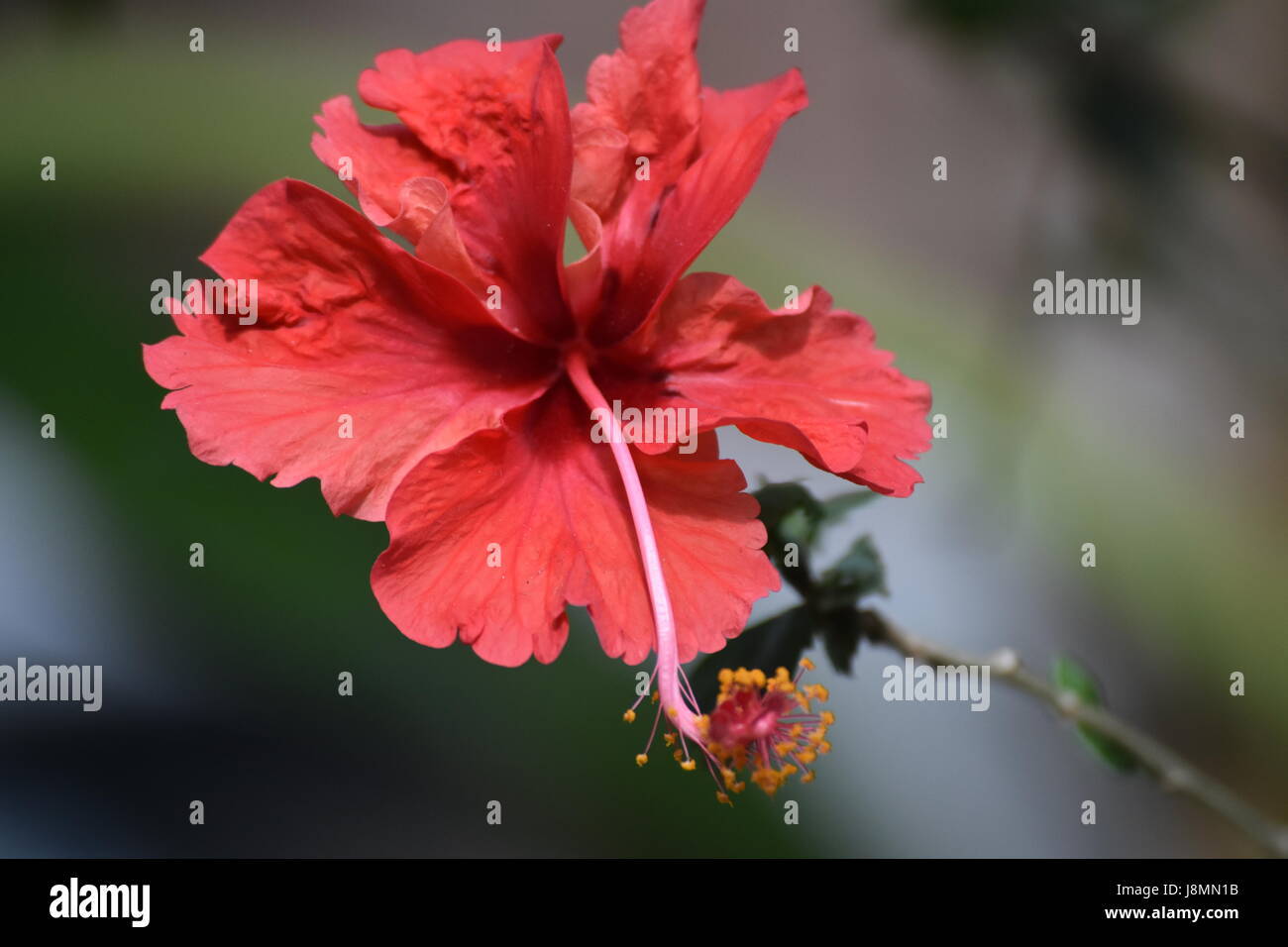 hibiscus Stock Photo