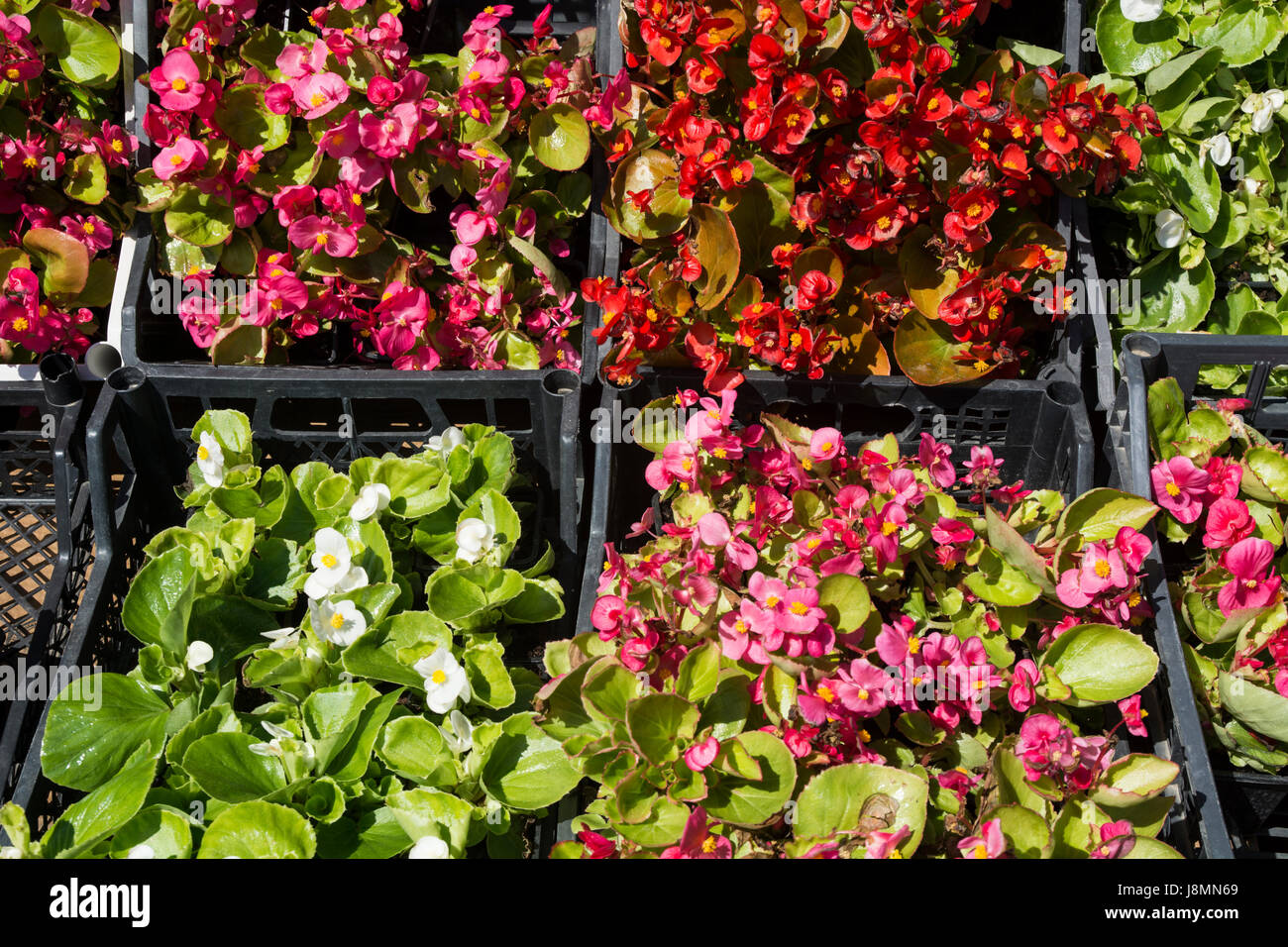Beautiful offer seedlings of flowers begonia exposed to the market to open. Stock Photo