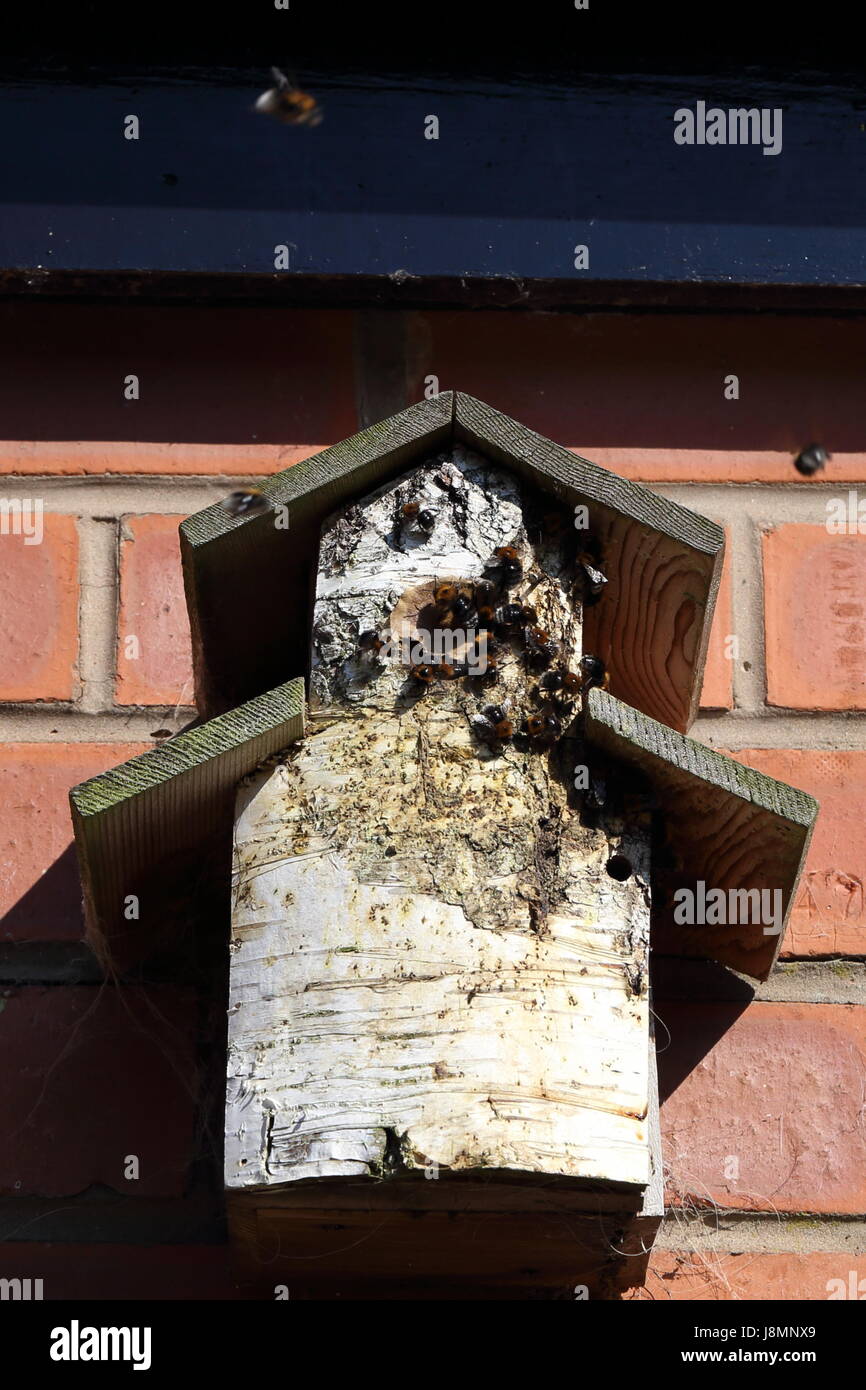 Bumble bees in a Bird Box. Stock Photo