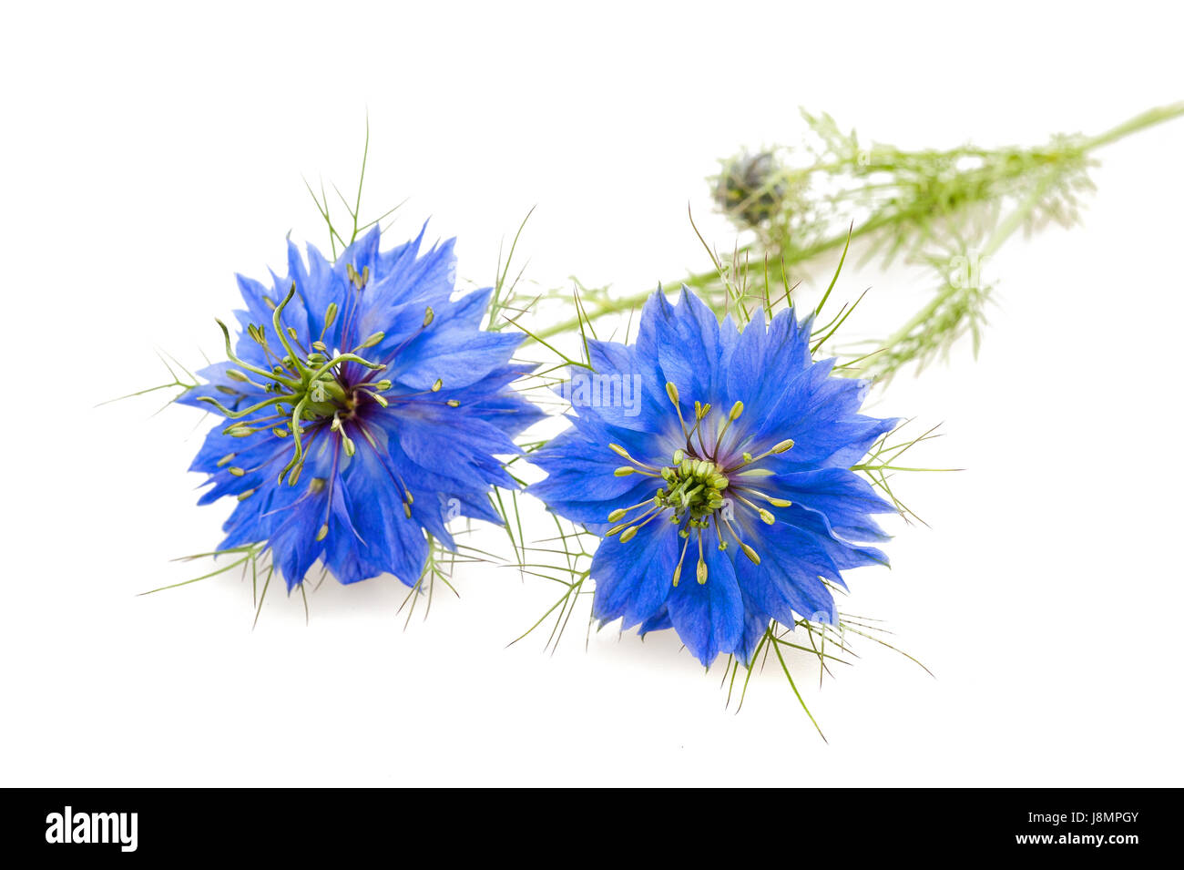 two nigella flowers isolated on white Stock Photo