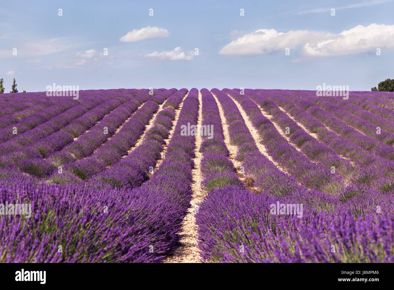 South france plant plants hires stock photography and images Alamy