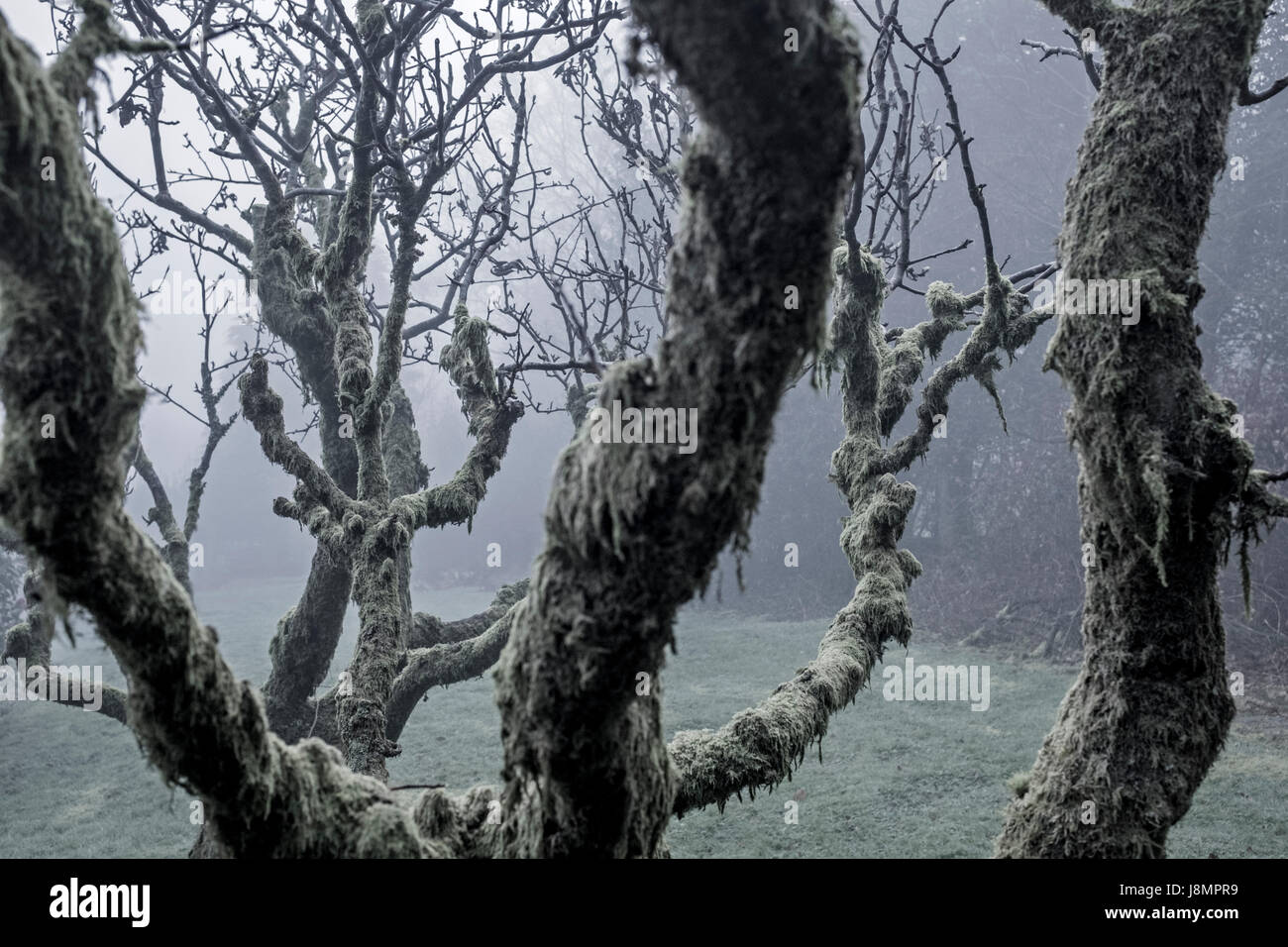 Moss covered trees on a misty day. Stock Photo