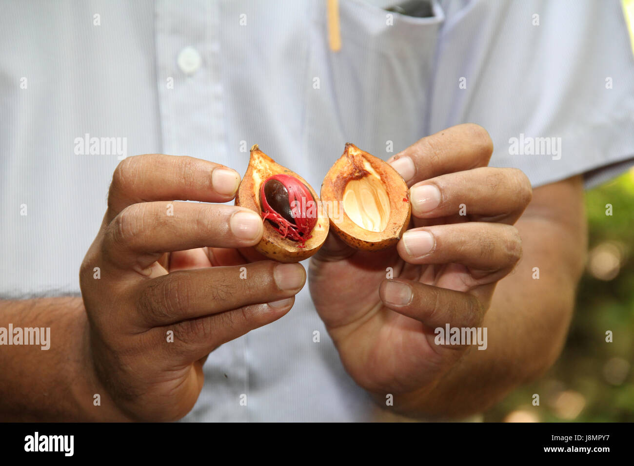 Fresh nutmeg from the tree, Sri Lanka Stock Photo Alamy