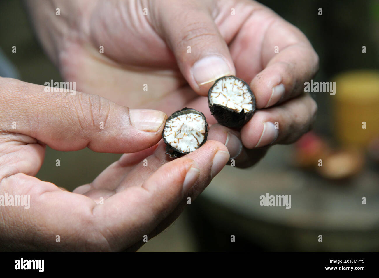 Fresh nutmeg from the tree, Sri Lanka Stock Photo Alamy