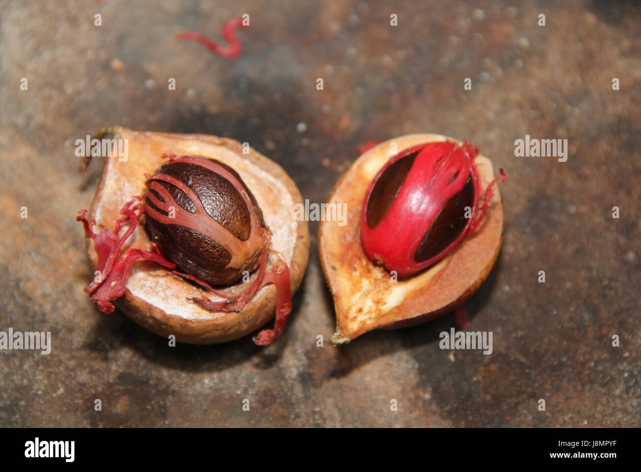 Nutmeg tree fruit hires stock photography and images Alamy