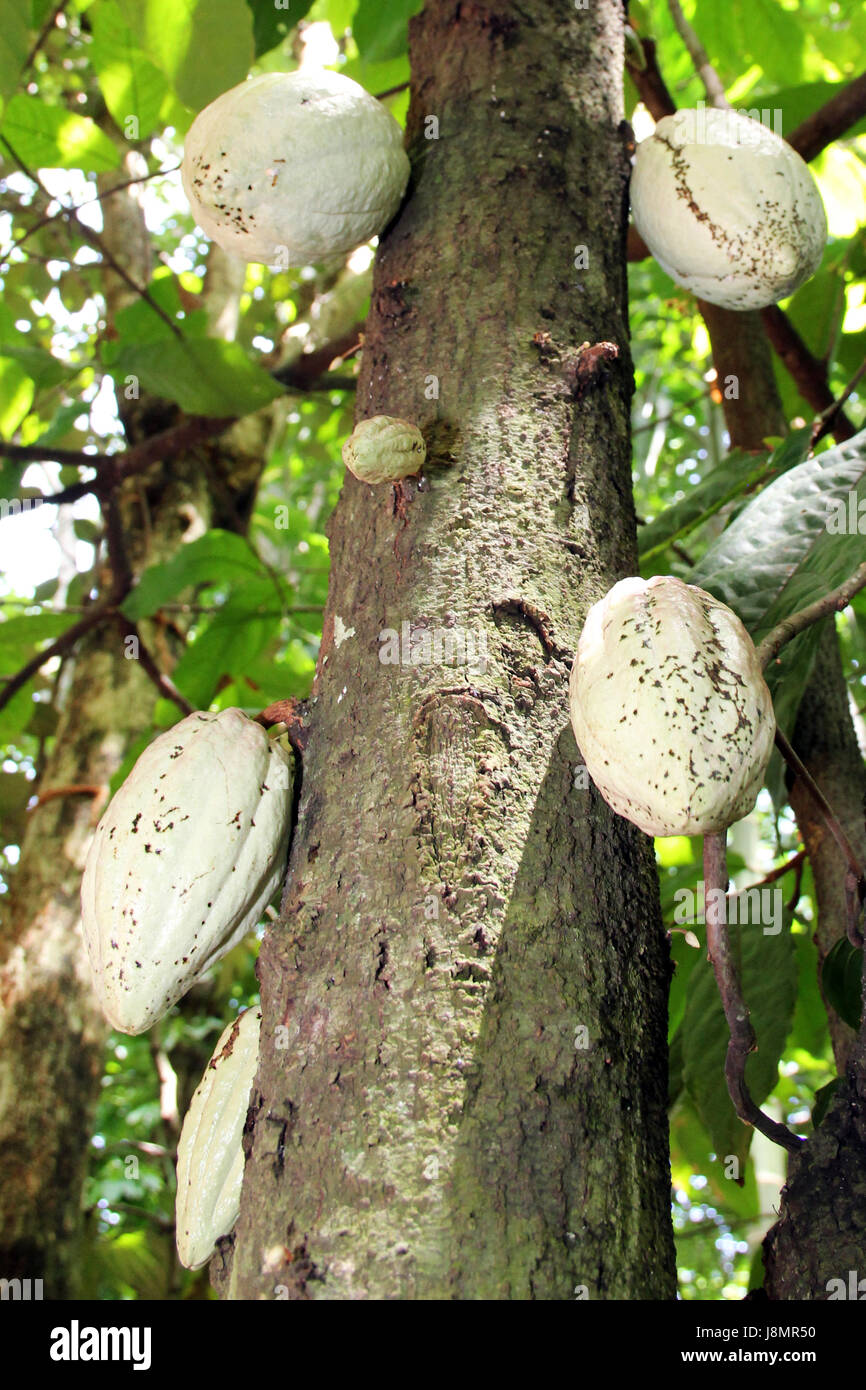 Cacao shell hi-res stock photography and images - Alamy