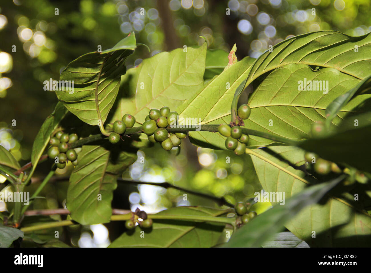 Green coffee beans grow on tree Stock Photo Alamy