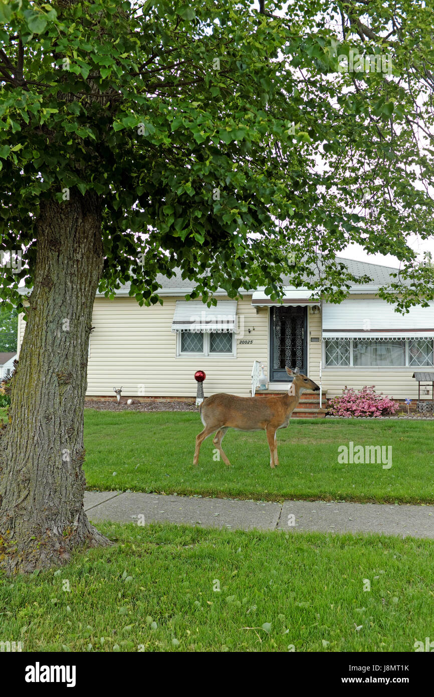 Wild deer stands in front yard of suburban home in Willowick, Ohio, USA