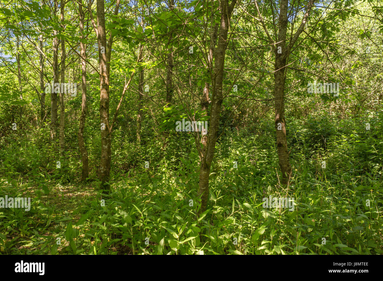 Small woodland glade of trees - typical of early summer in the English countryside and woodlands. Woodland floor. Stock Photo
