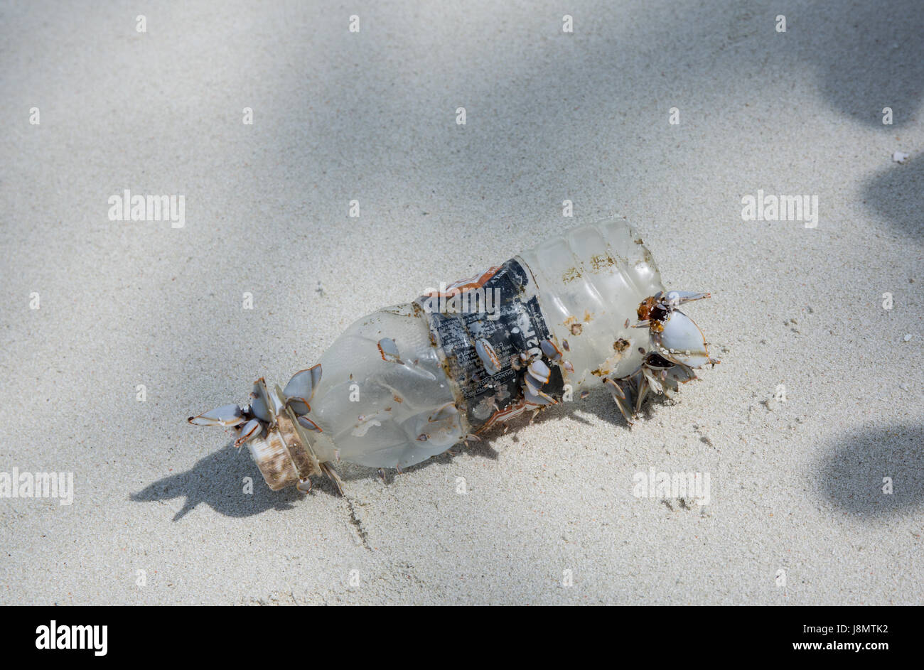 Plastics pollution, Maldives, Indian Ocean. 29th May 2017. Muscles growing on a plastic bottle in the Indian Ocean. Stock Photo