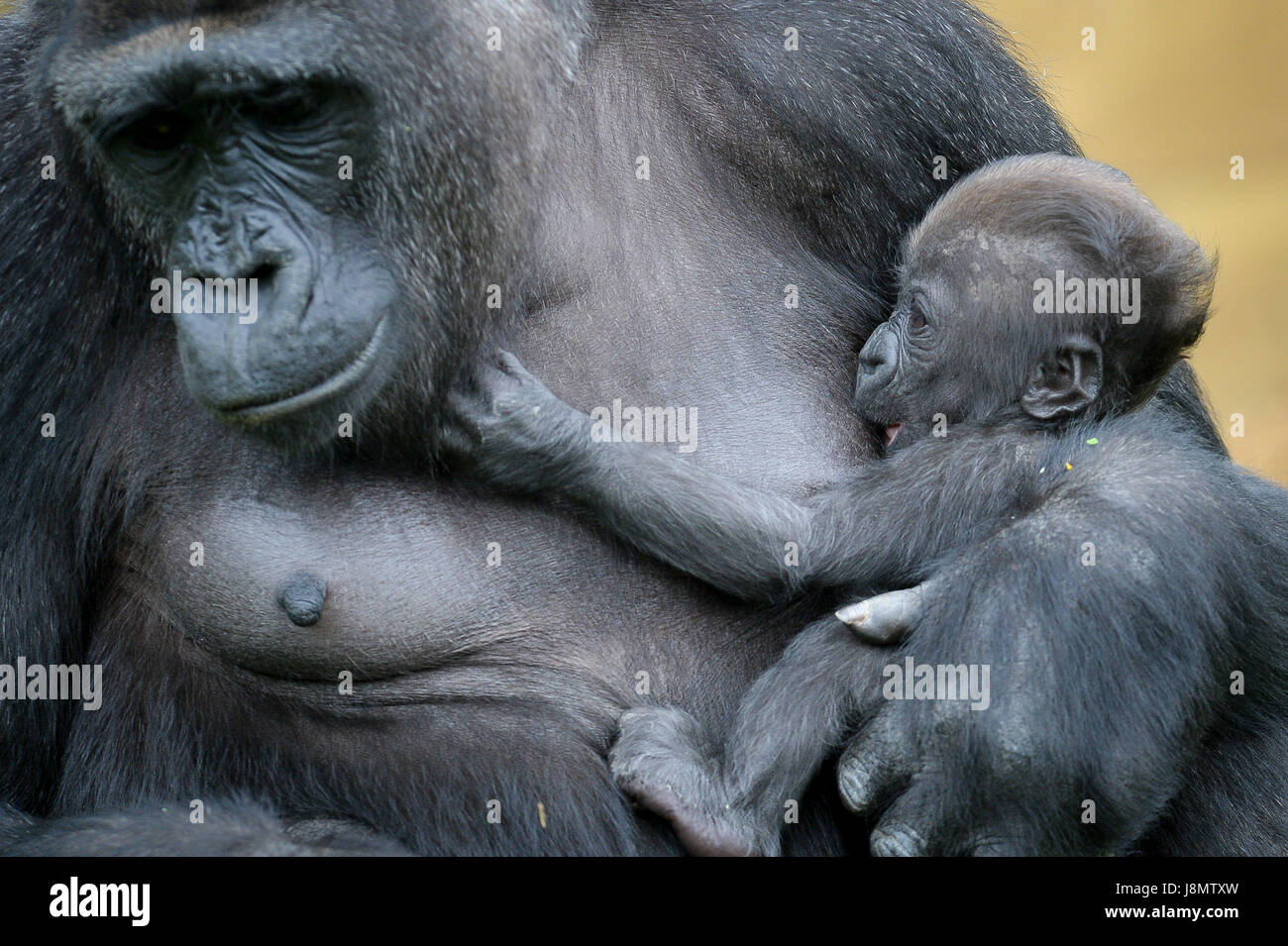 A baby Western lowland gorilla is cradled in the arms of her mother, Touni, at Bristol Zoo Gardens, where the keepers have revealed for the first time it's a baby girl and they are now appealing to the public to help name her. Stock Photo
