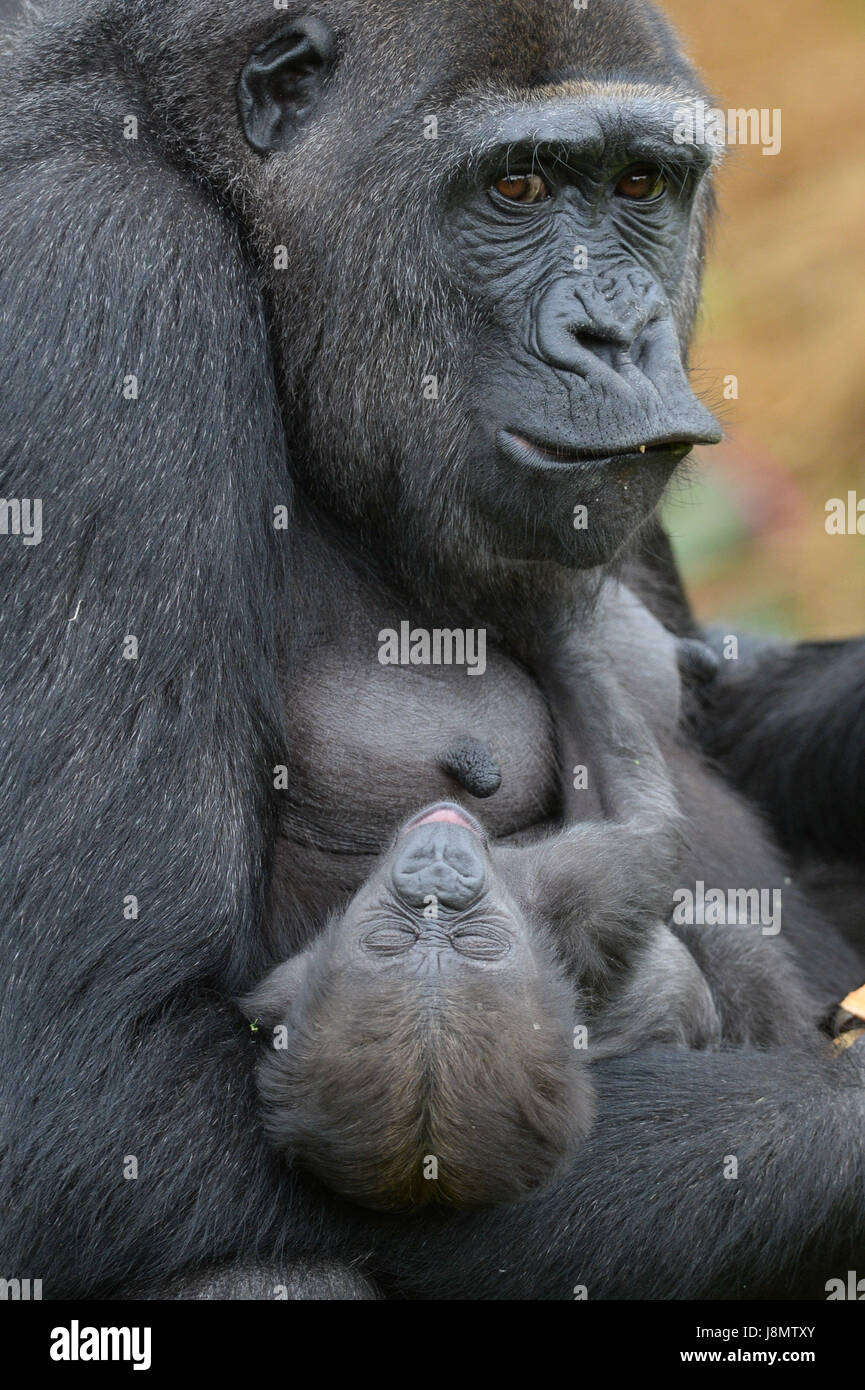 A baby Western lowland gorilla is cradled in the arms of her mother, Touni, at Bristol Zoo Gardens, where the keepers have revealed for the first time it's a baby girl and they are now appealing to the public to help name her. Stock Photo