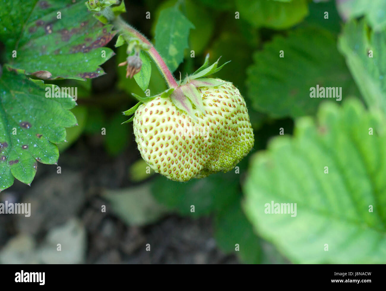 Green strawberries growing on a plant close up Stock Photo - Alamy
