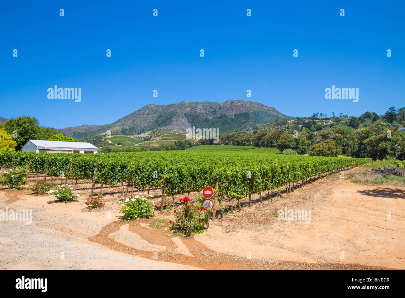 Stellenbosch Winery Cape Town South Africa Stock Photo Alamy