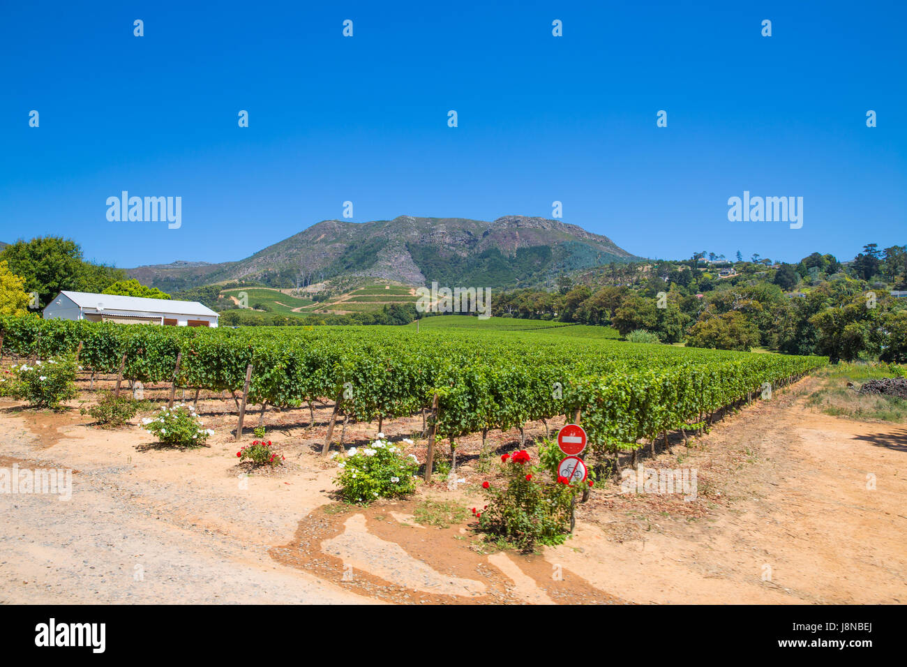 Stellenbosch Winery Cape Town South Africa Stock Photo Alamy