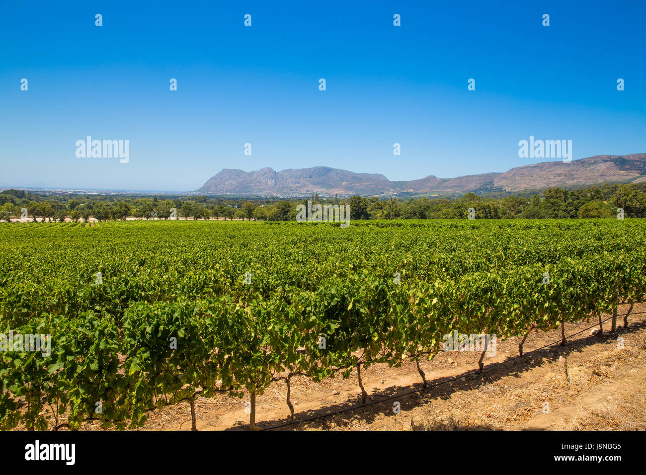 Stellenbosch Winery Cape Town South Africa Stock Photo Alamy