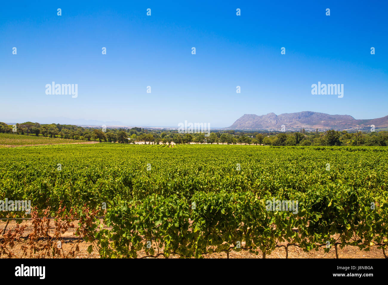Stellenbosch Winery Cape Town South Africa Stock Photo Alamy