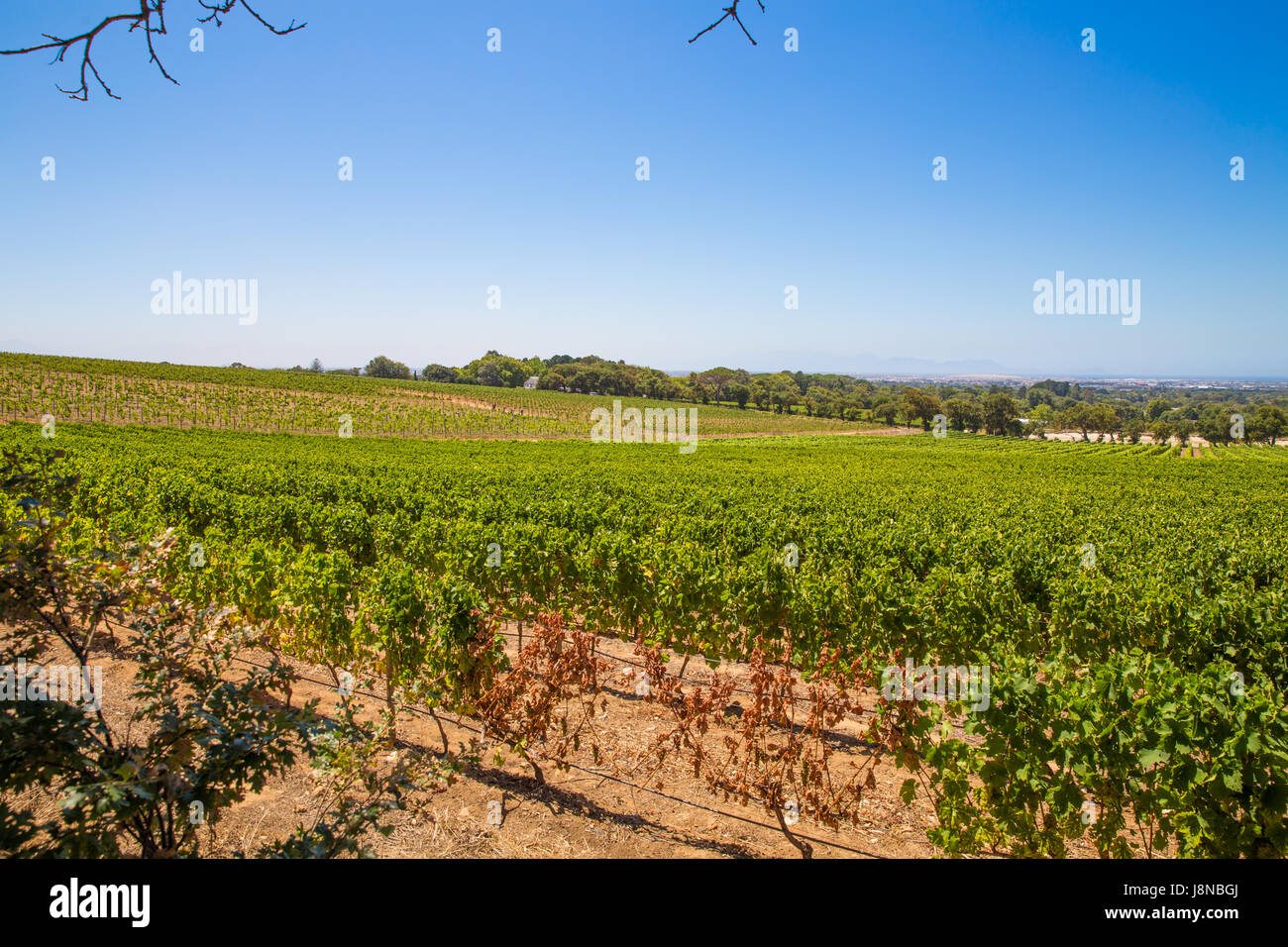 Stellenbosch Winery Cape Town South Africa Stock Photo Alamy