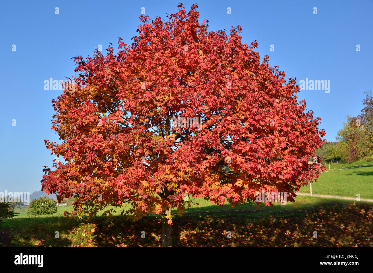tree, leaves, discoloration, colour, colors, colours, nature, fall, autumn, Stock Photo