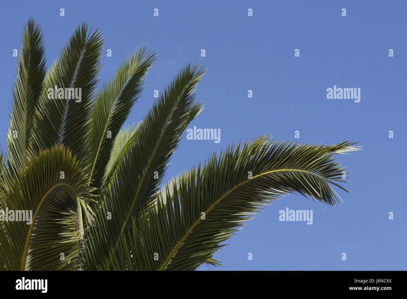leaves of a date palm Stock Photo