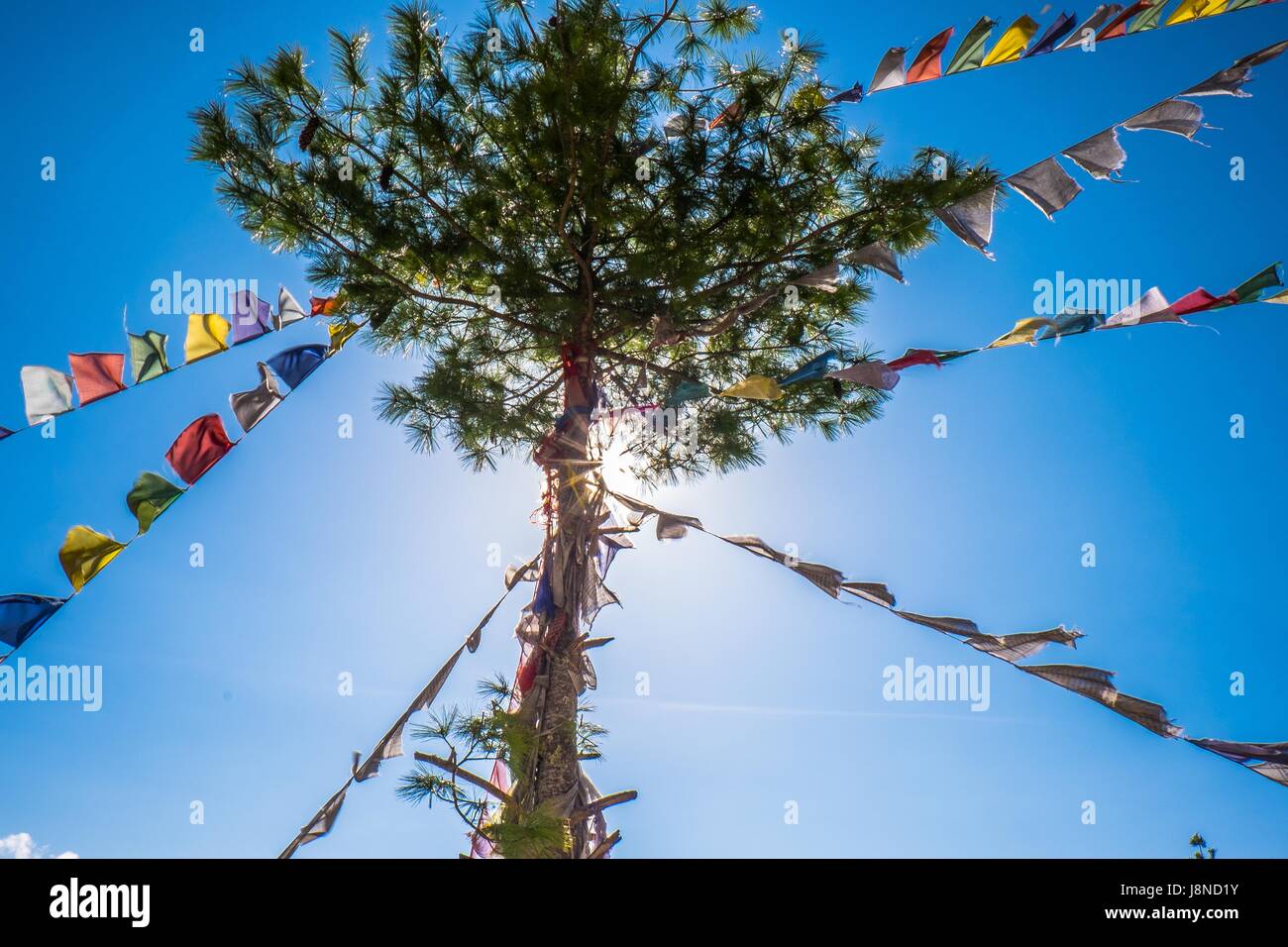 Morning sun rises behind tree with prayer flags. Stock Photo