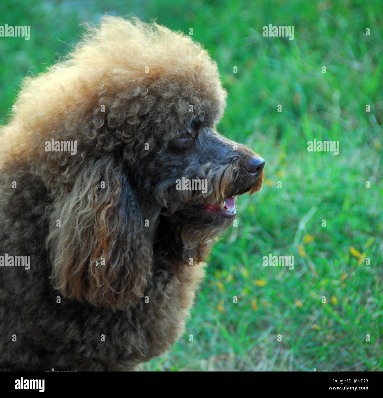 dog portrait Stock Photo
