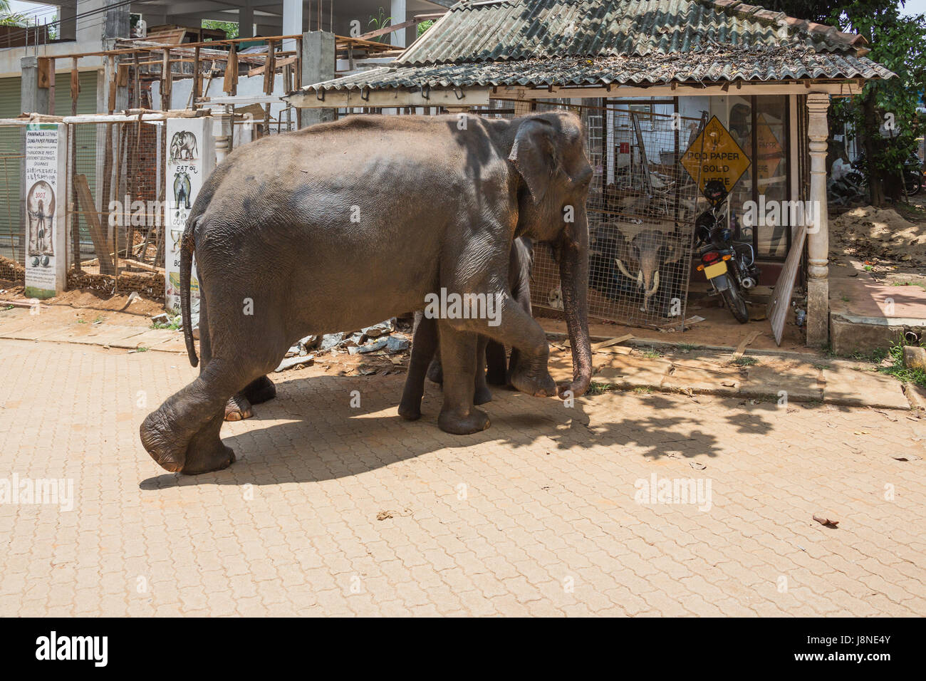 Mother elephant and calf in Pinnawala, on their way to the river Stock Photo