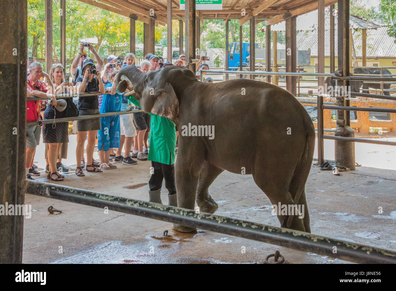 Editorial: PINNAWALA, SRI LANKA, April 7, 2017 - Elephant calf being fed in front of tourists, at the Pinnawala Elephant Orphanage Stock Photo