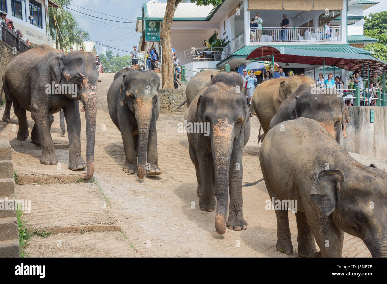 Editorial: PINNAWALA, SRI LANKA, April 7, 2017 - Elephant herd marching through the streets of Pinnawala, surrounded by tourists Stock Photo