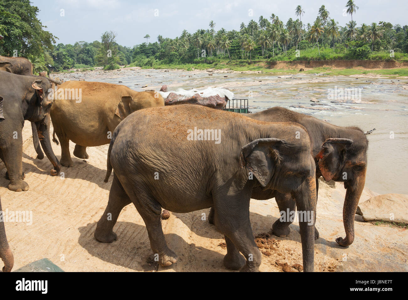 Elephant herd marching towards the river in Pinnawala Stock Photo
