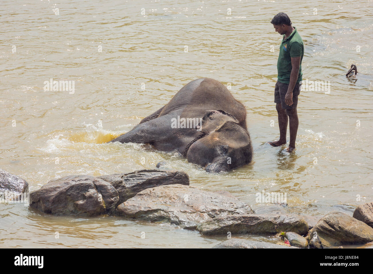 Editorial: PINNAWALA, SRI LANKA, April 7, 2017 - Animal keeper watching elephant enjoying its bath, in the river Stock Photo