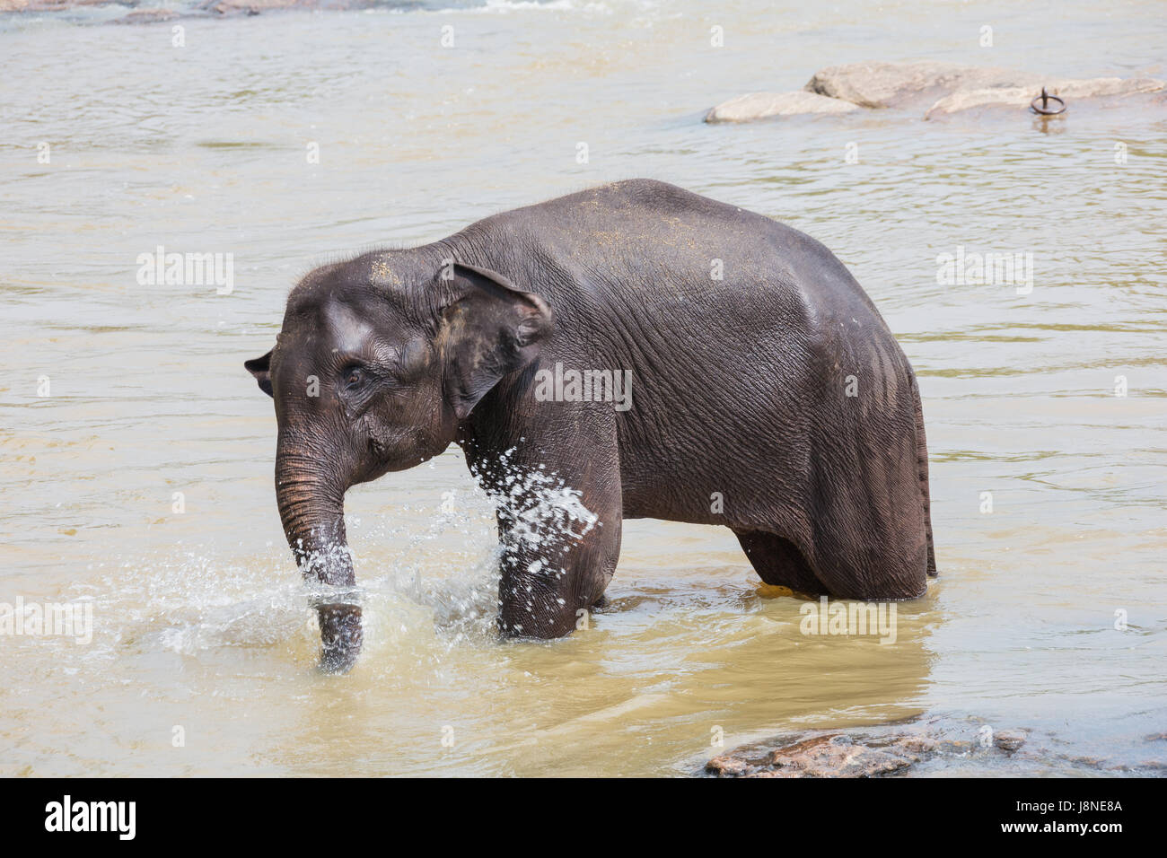 Elephant splashing with water in the river. Selective focus on the animal with some motion blur. Stock Photo