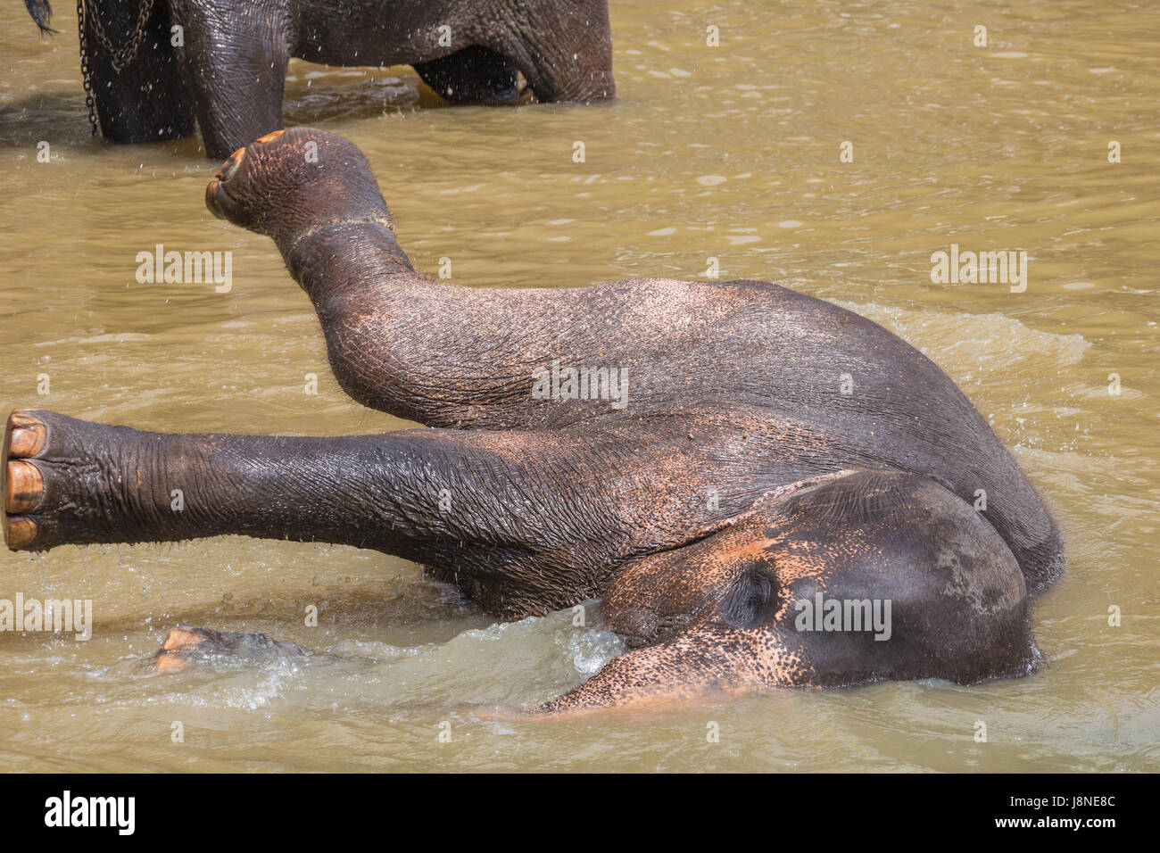 Elephant enjoying its bath in the river. Selective focus on the animal. Stock Photo
