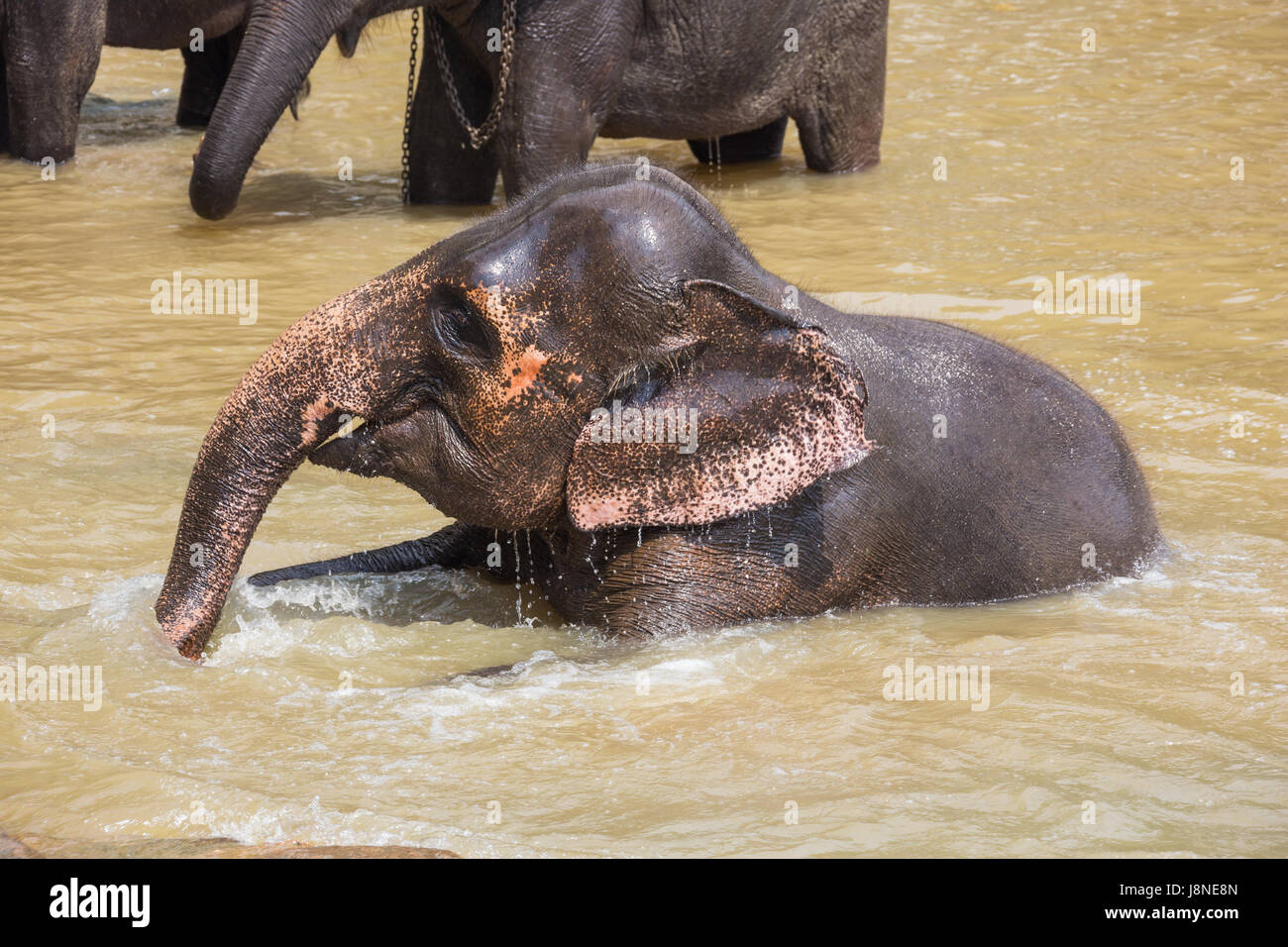 Elephant emerging from the water. Selective focus on the animal. Stock Photo