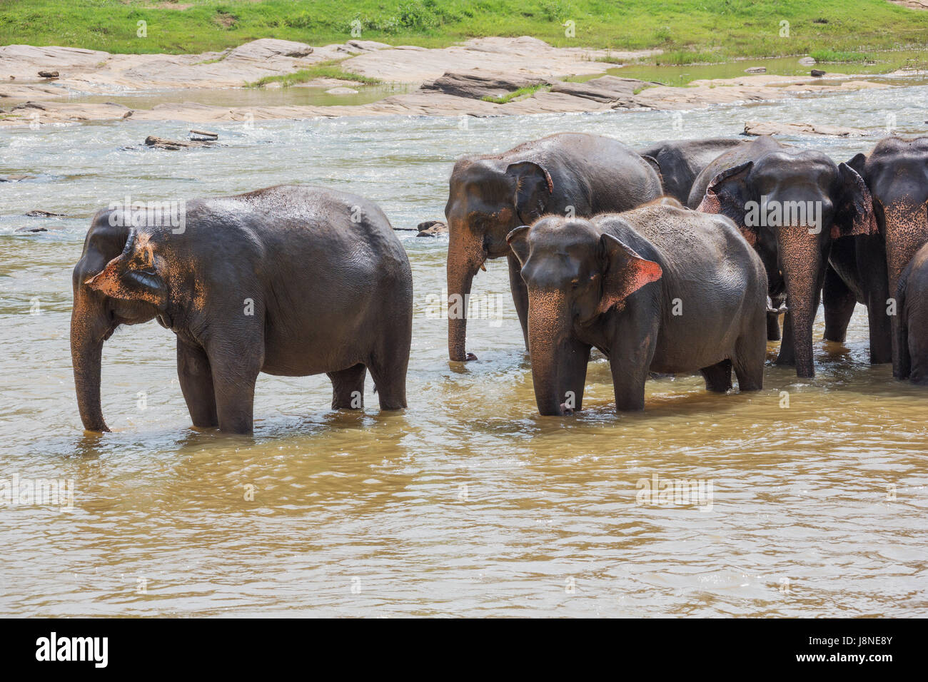 Elephant herd enjoying the cool water. Selective focus on the herd. Stock Photo