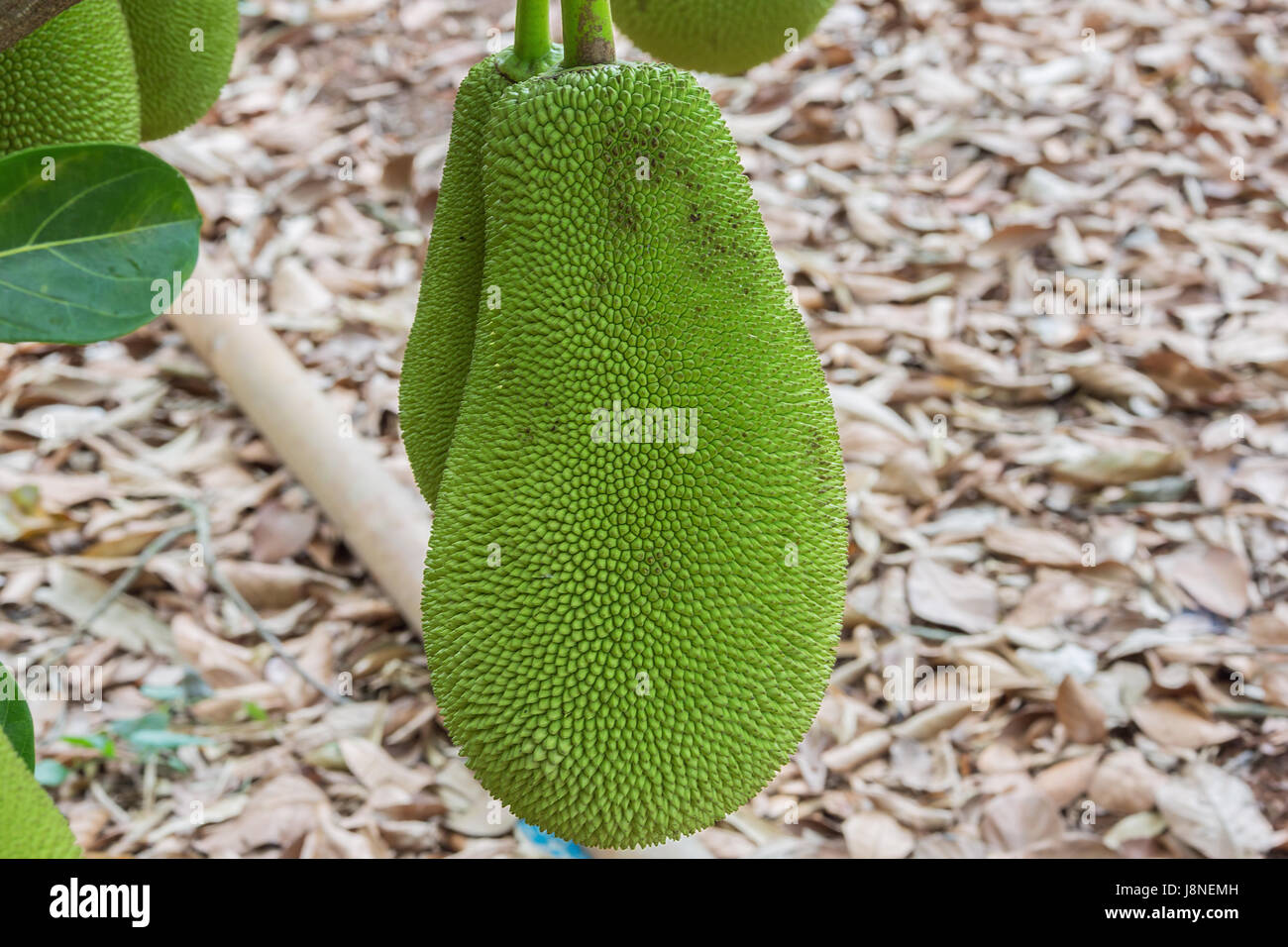 Close-up of a jackfruit hanging on a tree. Selective focus on the fruit. Stock Photo