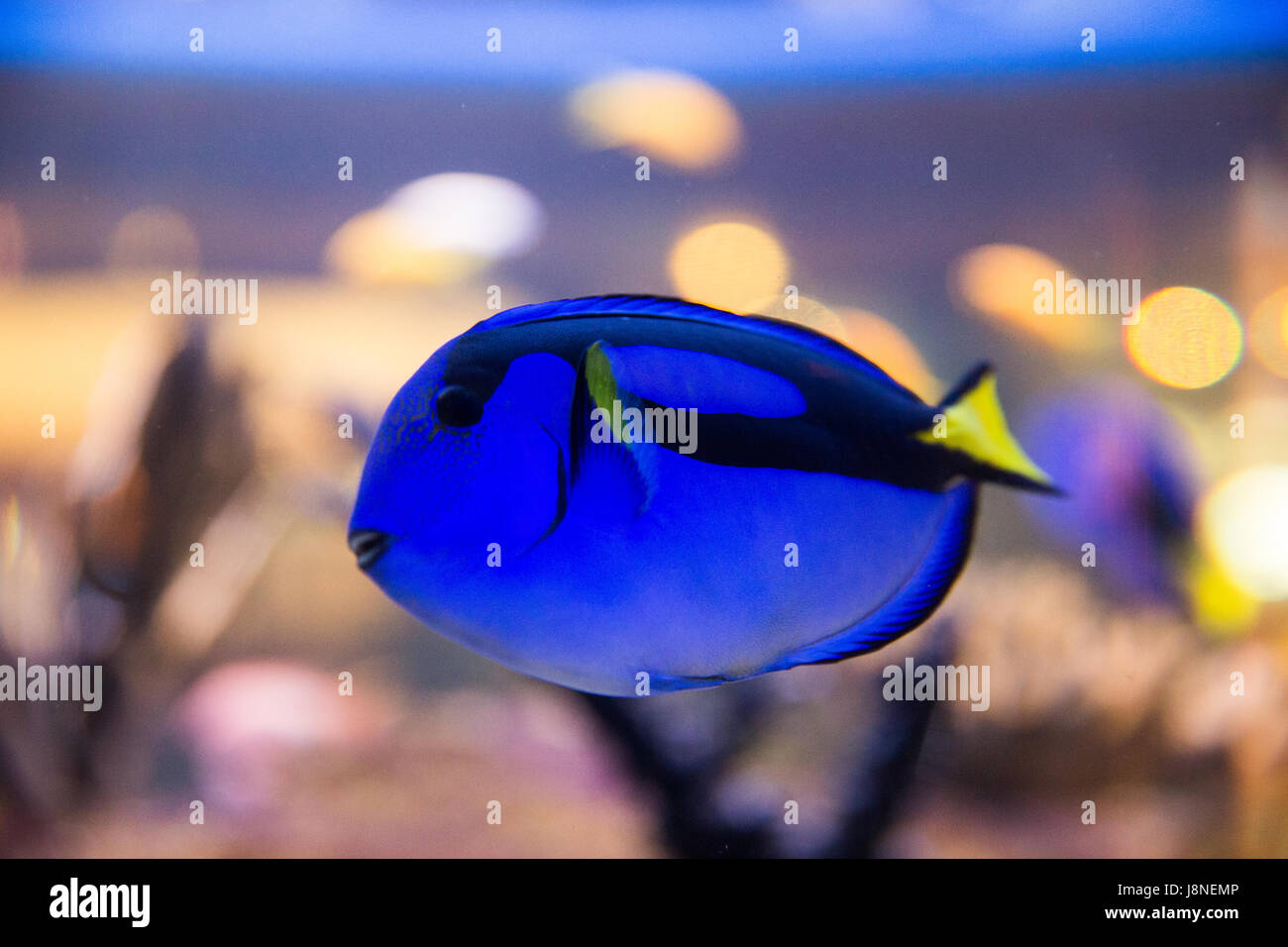 Exotic tropical fish in Two Oceans Aquarium. Cape town, South Africa