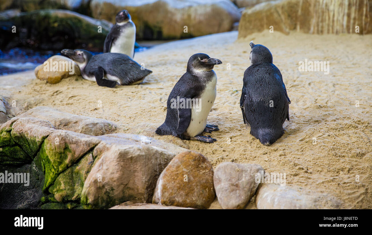 CAPE TOWN, SOUTH AFRICA - 1 FEBRUARY, 2015: Cape Town Aquarium Artic Northern rockhopper penguin Stock Photo