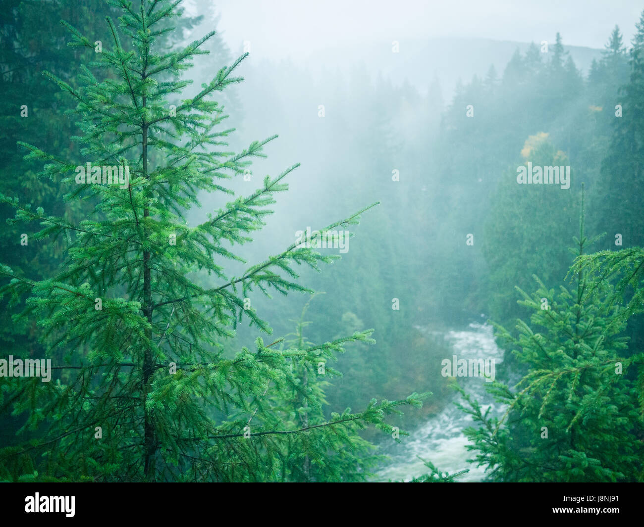 The beautiful temperate rainforest on the banks of the Capilano River at Capilano Suspension Bridge Park in North Vancouver, BC, Canada. Stock Photo