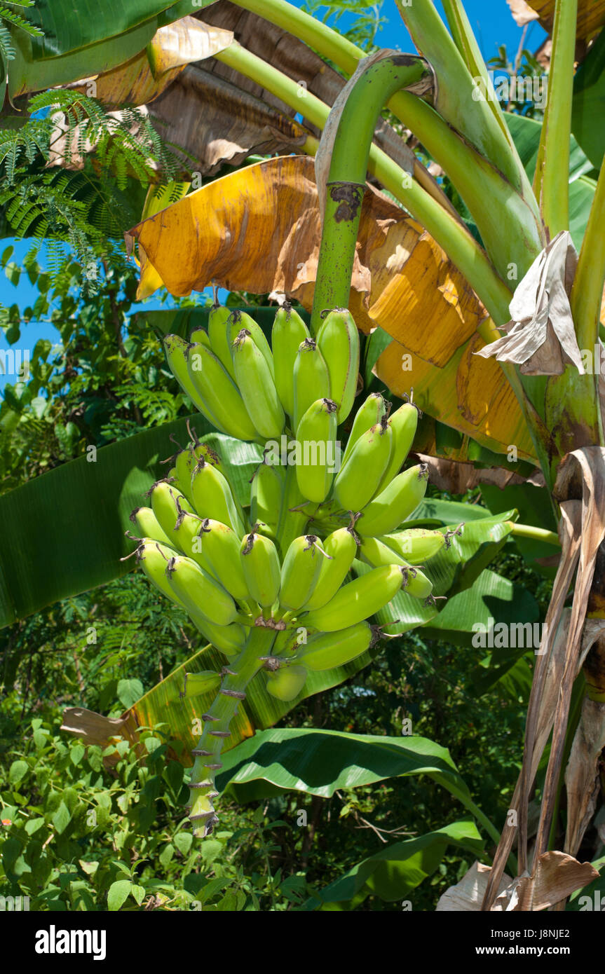 Tropical banana tree fruits hi-res stock photography and images - Alamy