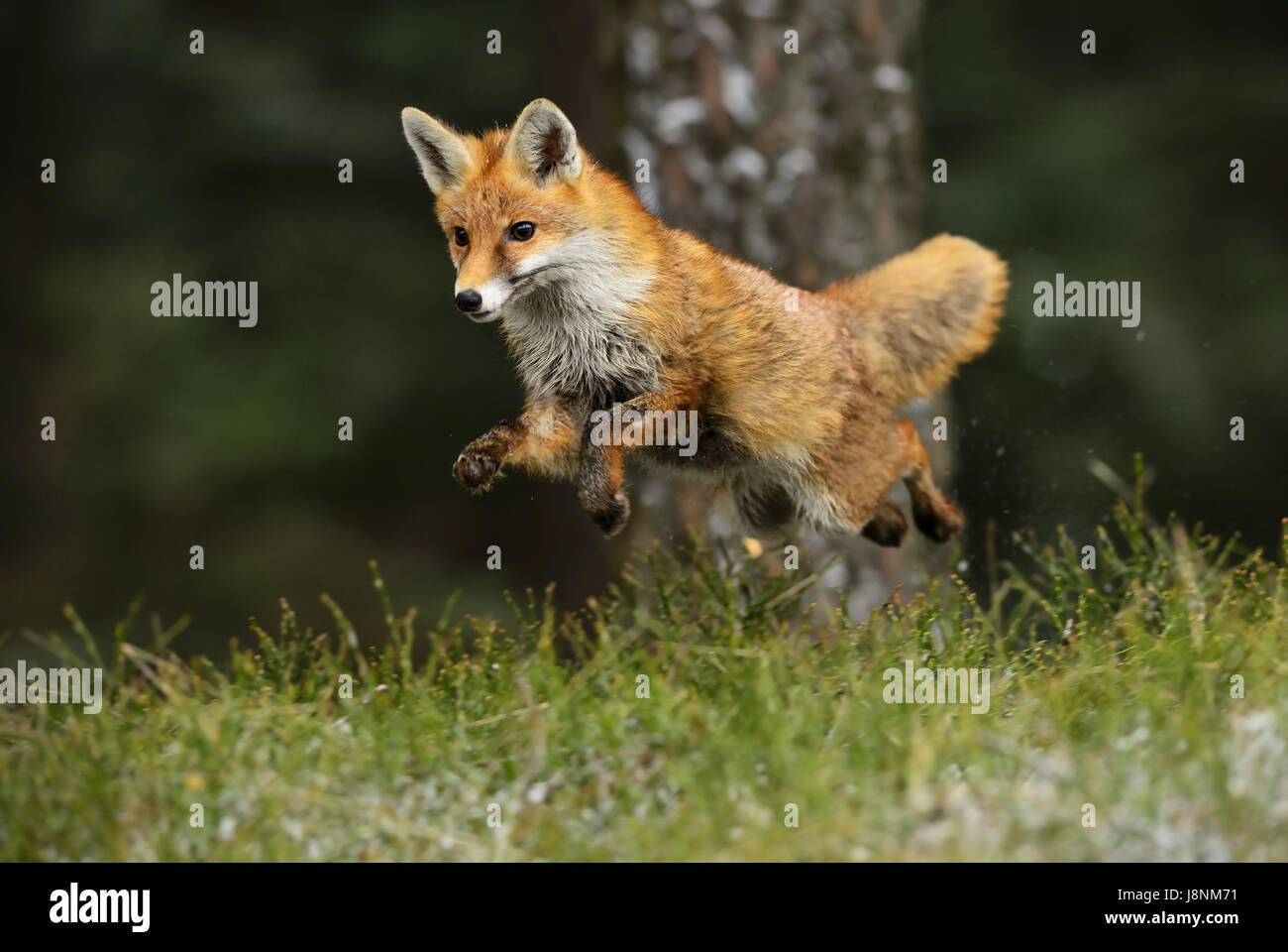 Red Fox running and skipping in forest Stock Photo