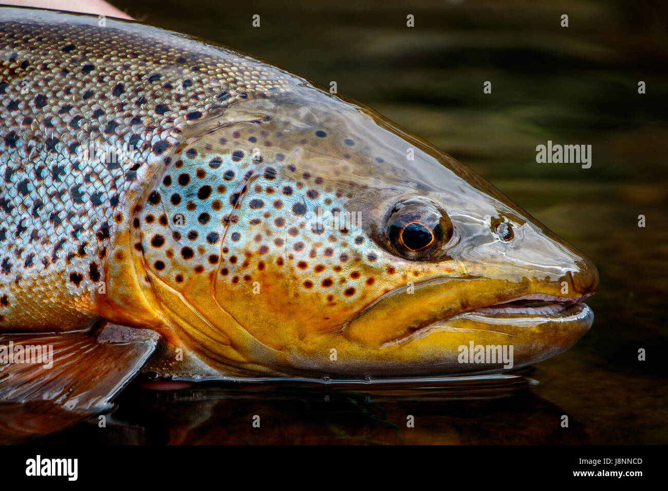 A colourful close-up of a big wild brown trout from an English river. Stock Photo