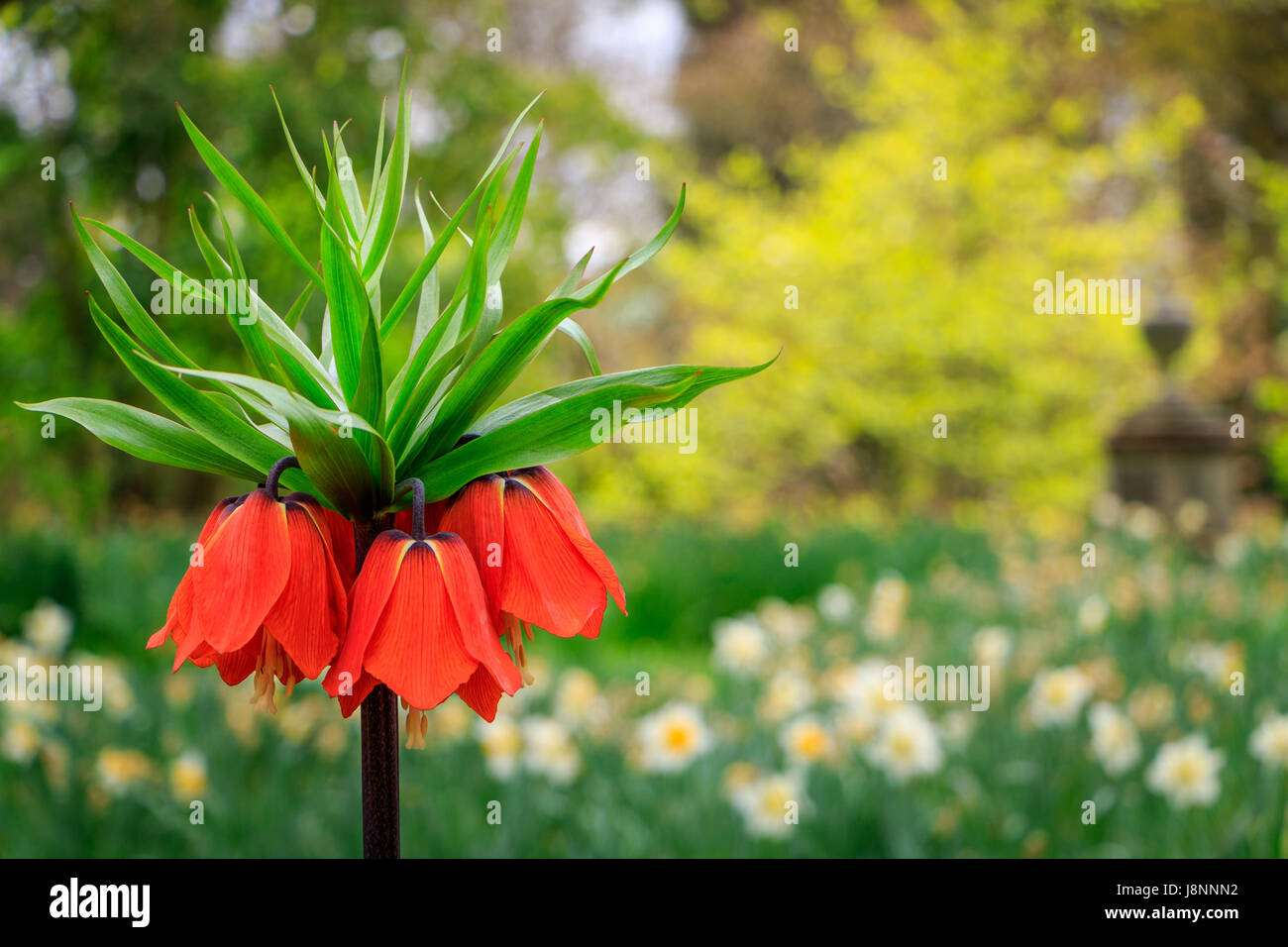 The big bold orange flowers of the crown imperial (Frittilaria imperialis) dominate the spring flower borders in the garden. Stock Photo