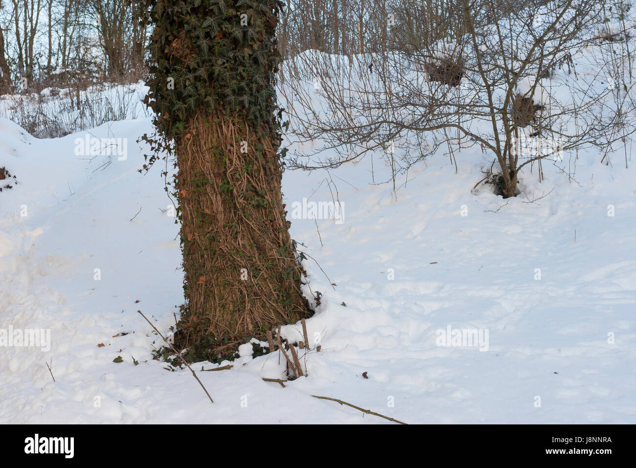 Schaden durch efeu hi-res stock photography and images - Alamy