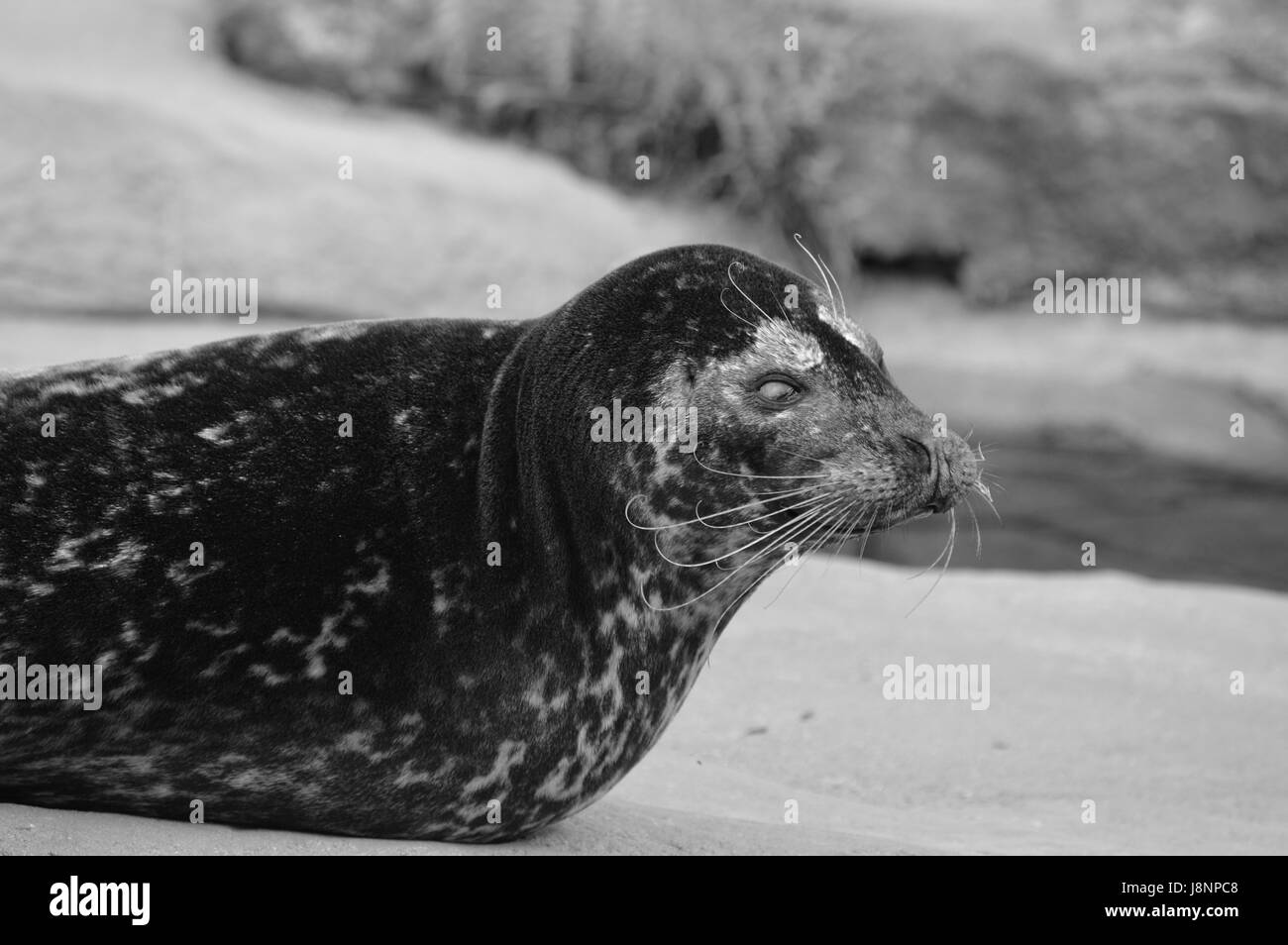 Black seal Black and White Stock Photos & Images - Alamy