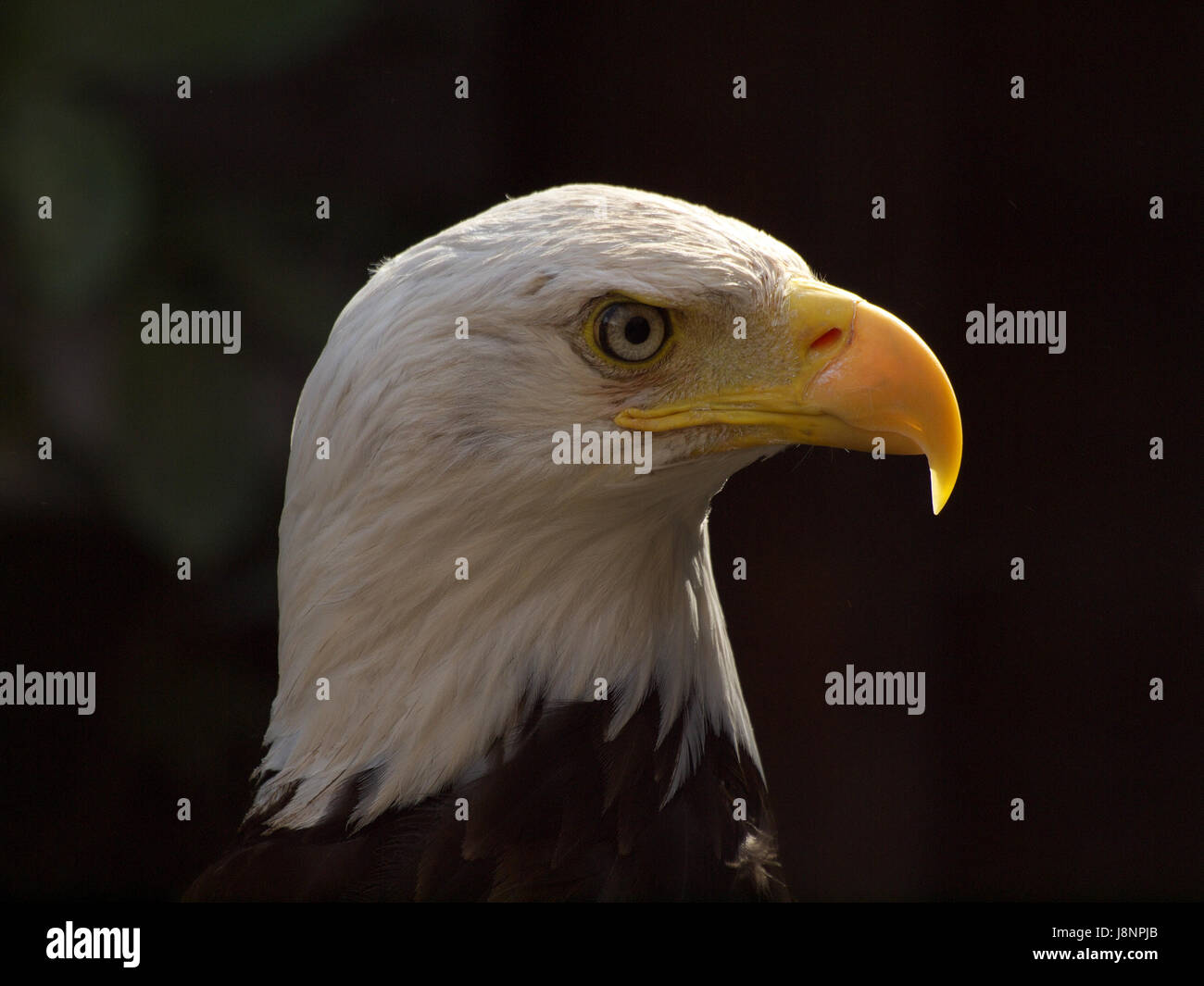 animal, bird, eye, organ, birds, birds of prey, raptor, look, glancing, see, Stock Photo