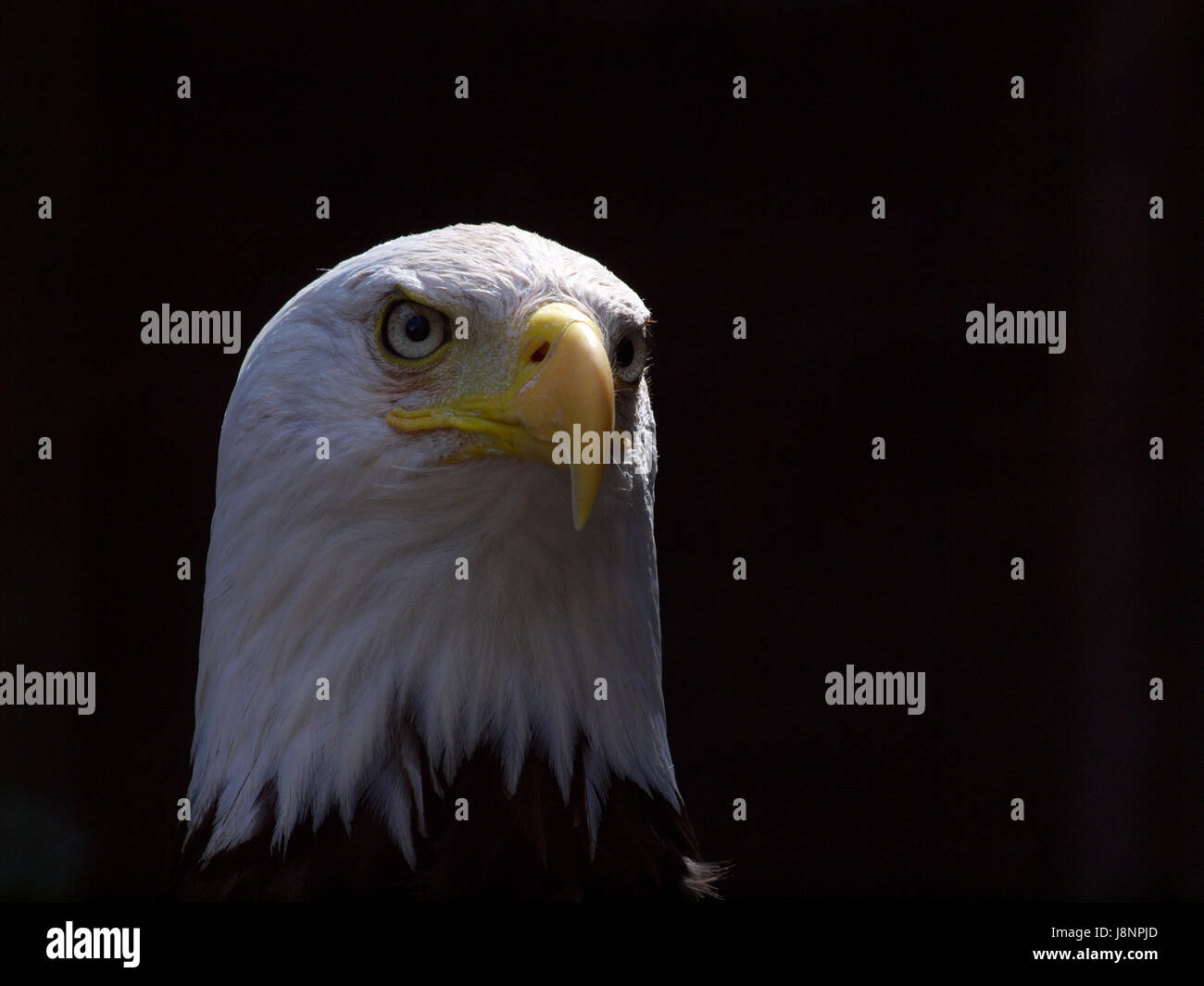 animal, bird, eye, organ, birds, birds of prey, raptor, look, glancing, see, Stock Photo